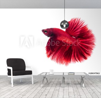 Picture of Red Siamese fighting fish Betta on isolated white background